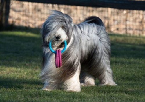 Polisher, not just a mane & tail de-tangler, but brilliant for dogs too